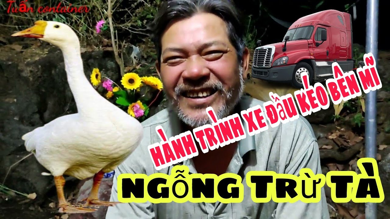 Tâm Linh Về Con Ngỗng: Ý Nghĩa, Biểu Tượng Và Thông Điệp