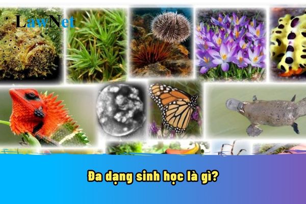 Đa dạng là gì? Gallery 2