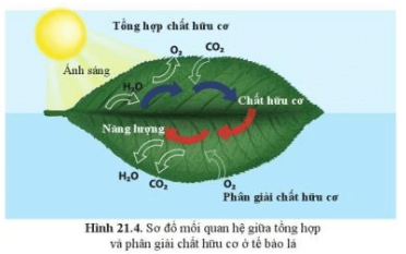 Mối Quan Hệ Hữu Cơ Là Gì? Gallery 2