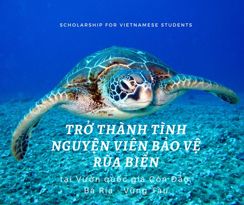 Hình Ảnh Con Rùa Thật Gallery 2