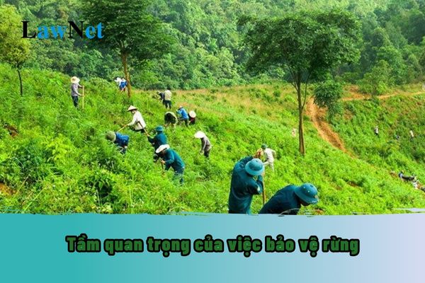 Bảo vệ rừng: Trách nhiệm của toàn xã hội Gallery 1