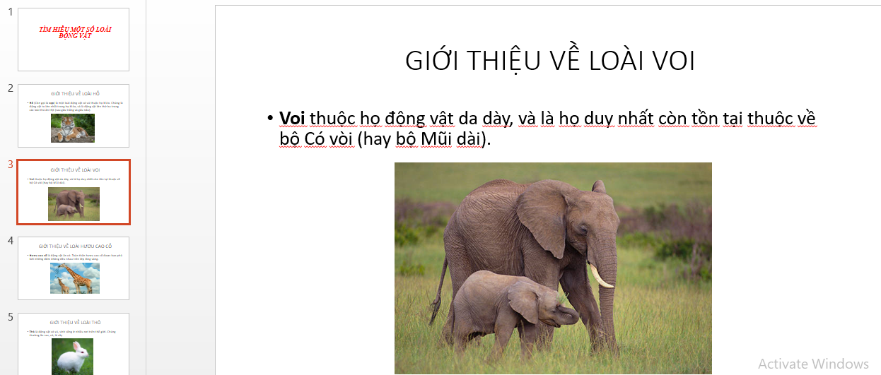 Giới thiệu về loài voi tin học lớp 4 Gallery 2
