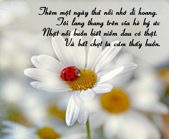 Tâm sự tình yêu và nỗi nhớ