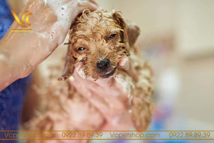 Chó Poodle Nên Tắm Mấy Lần 1 Tuần? Gallery 1