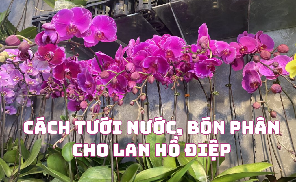 Bao lâu tưới lan Hồ Điệp 1 lần? Gallery 1