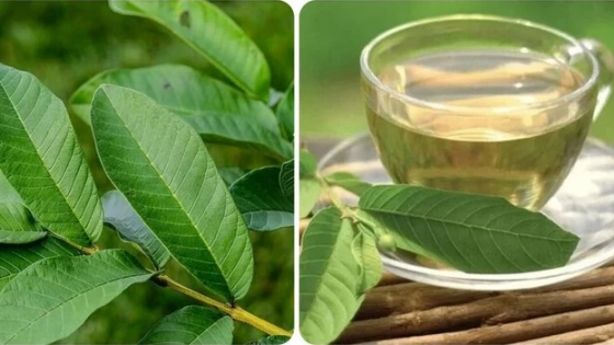 15 Tác Dụng Tuyệt Vời Của Quả La Ổi Gallery 1