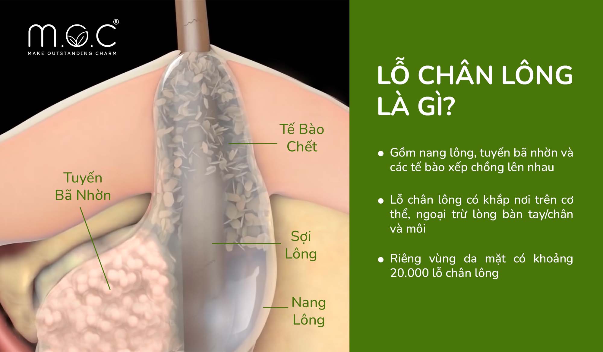 Tăng tiết mồ hôi lỗ chân lông mở rộng là phản xạ giúp cơ thể