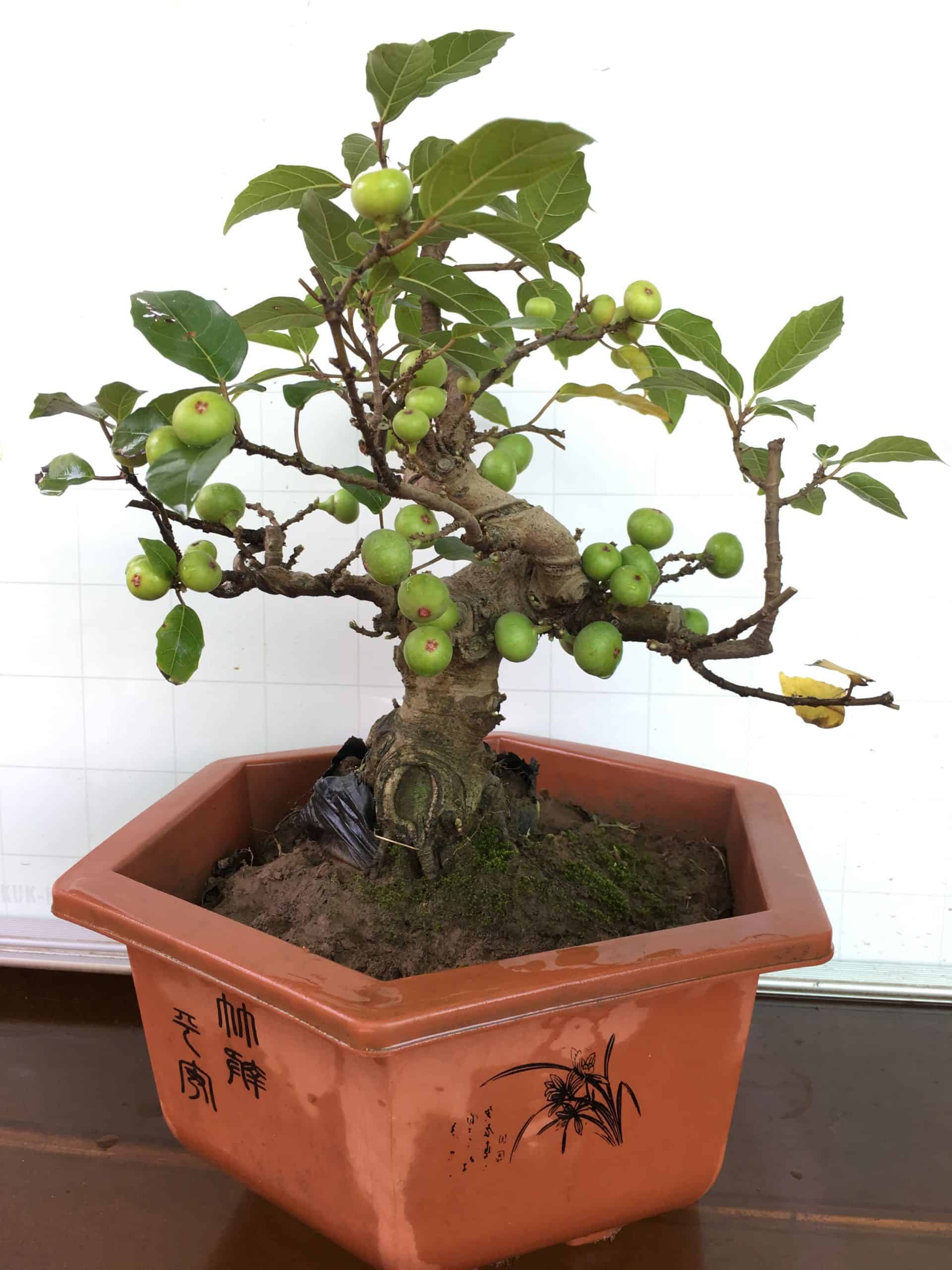Tạo Dáng Cây Sung: Hướng Dẫn Chi Tiết Từ A-Z