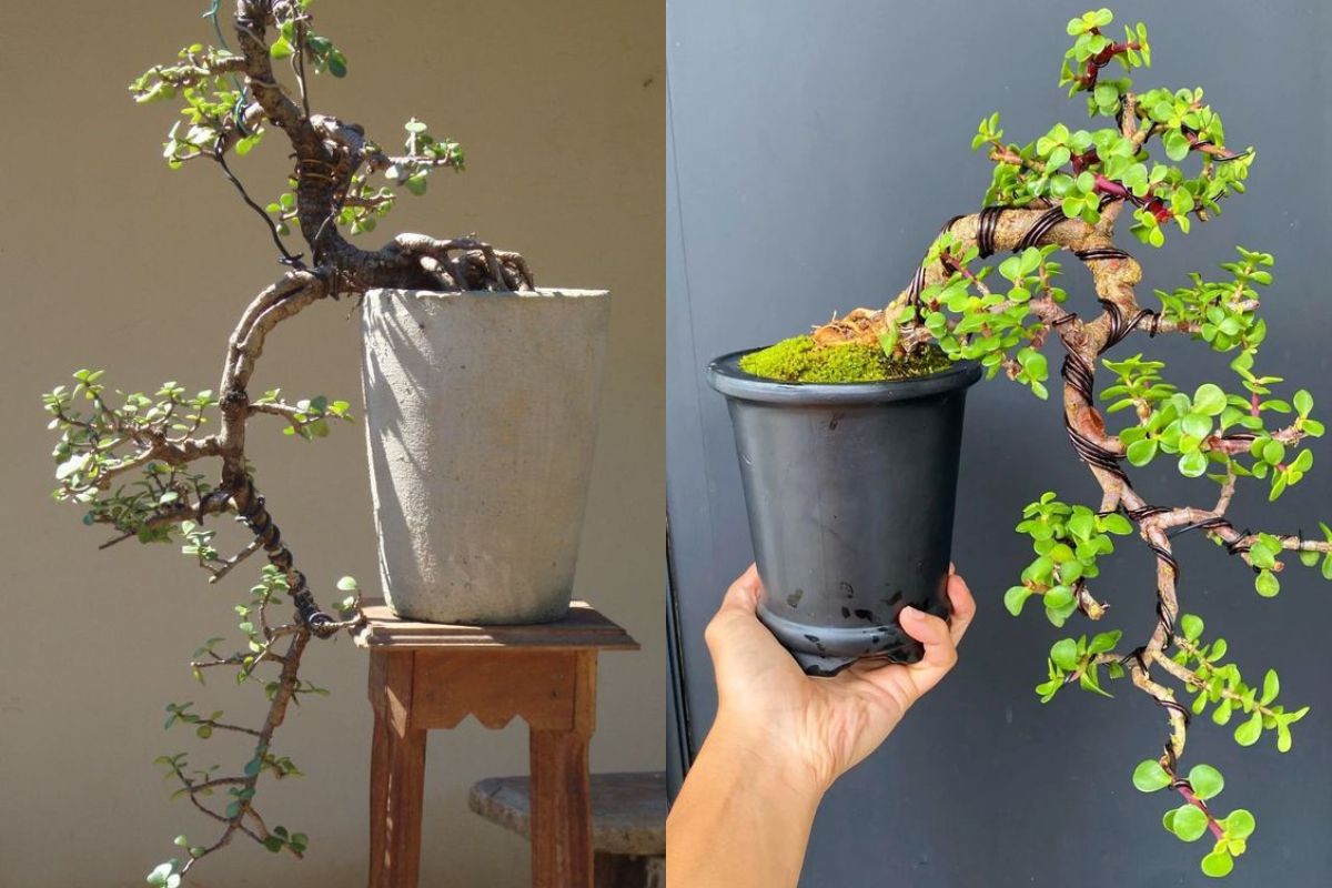 Tạo Dáng Cây Thác Đổ: Hướng Dẫn Chi Tiết và Bí Quyết Thành Công