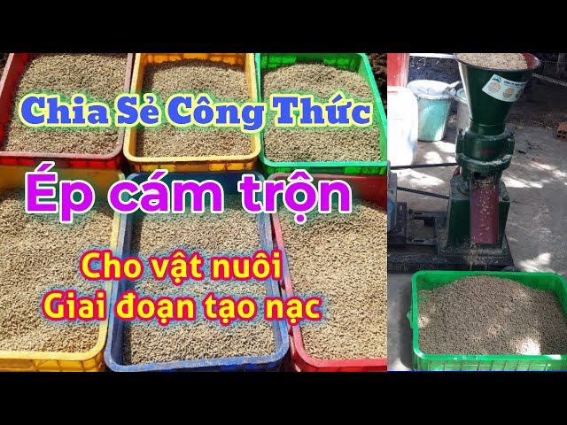 Tạo Mùi Thơm Cho Cá Mối Viên