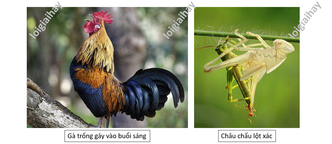 Tập Tính Bẩm Sinh Là Gì? Gallery 2