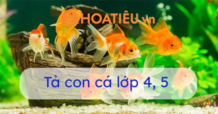 Văn tả con cá vàng lớp 4 Gallery 2