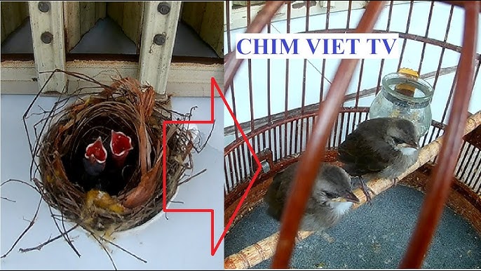 Chim Hoành Hoạch Đầu Trắng Gallery 2