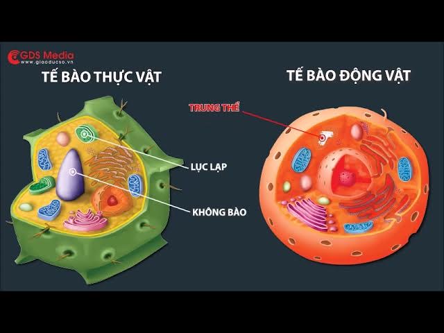 Sự Khác Biệt Giữa Tế Bào Động Vật Và Tế Bào Thực Vật