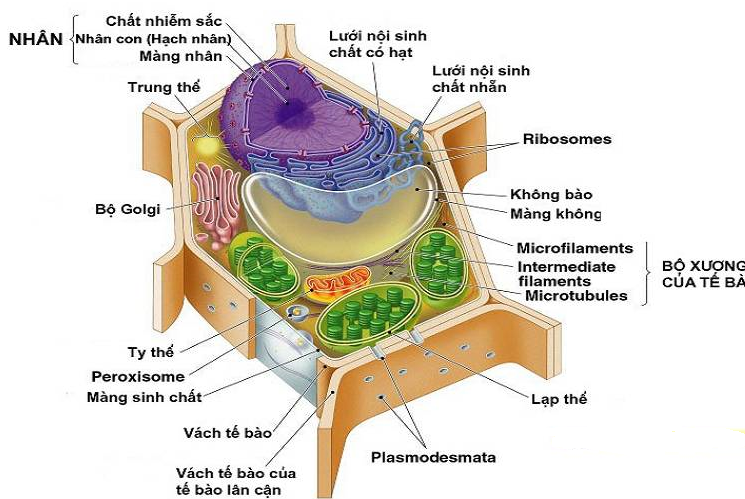 Tế bào nhân chuẩn không có ở đâu?