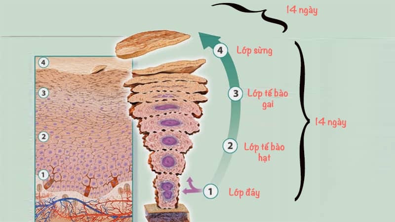 Tế Bào Sừng Là Gì?