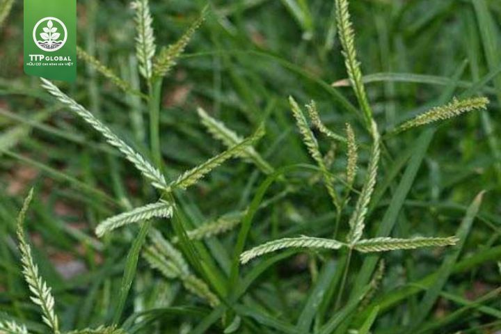 Tên các loại cỏ dại ở Việt Nam