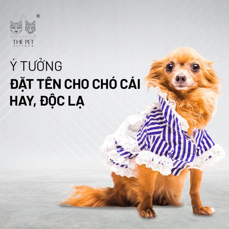 Tên Chó Cái Dễ Thương Gallery 2