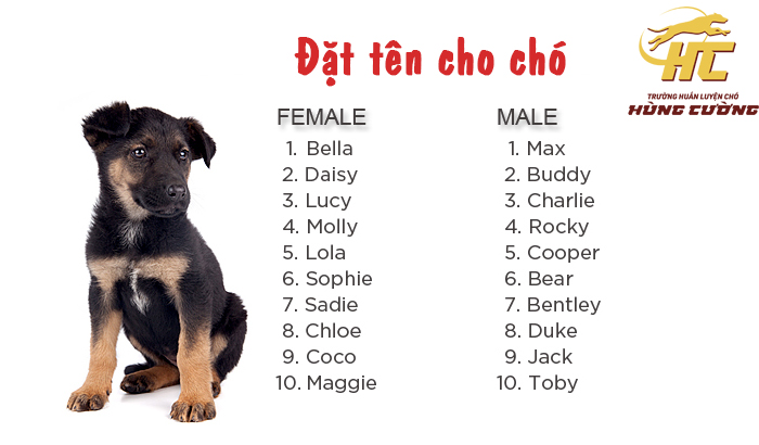 Tên Hay Đặt Cho Chó: Hướng Dẫn Chọn Tên Hoàn Hảo Cho Bạn Bốn Chân