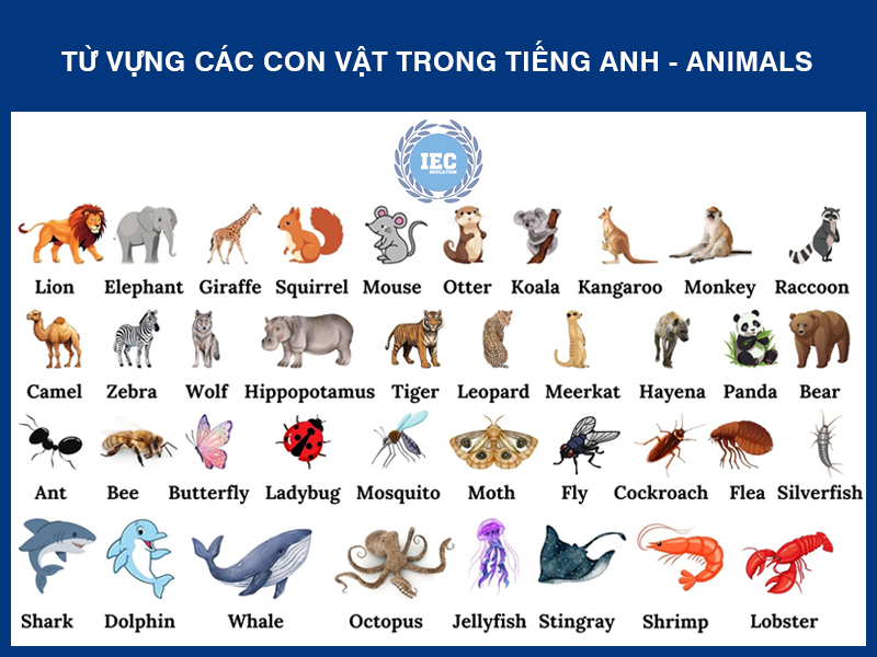 Tên Tất Cả Các Con Vật Tiếng Việt
