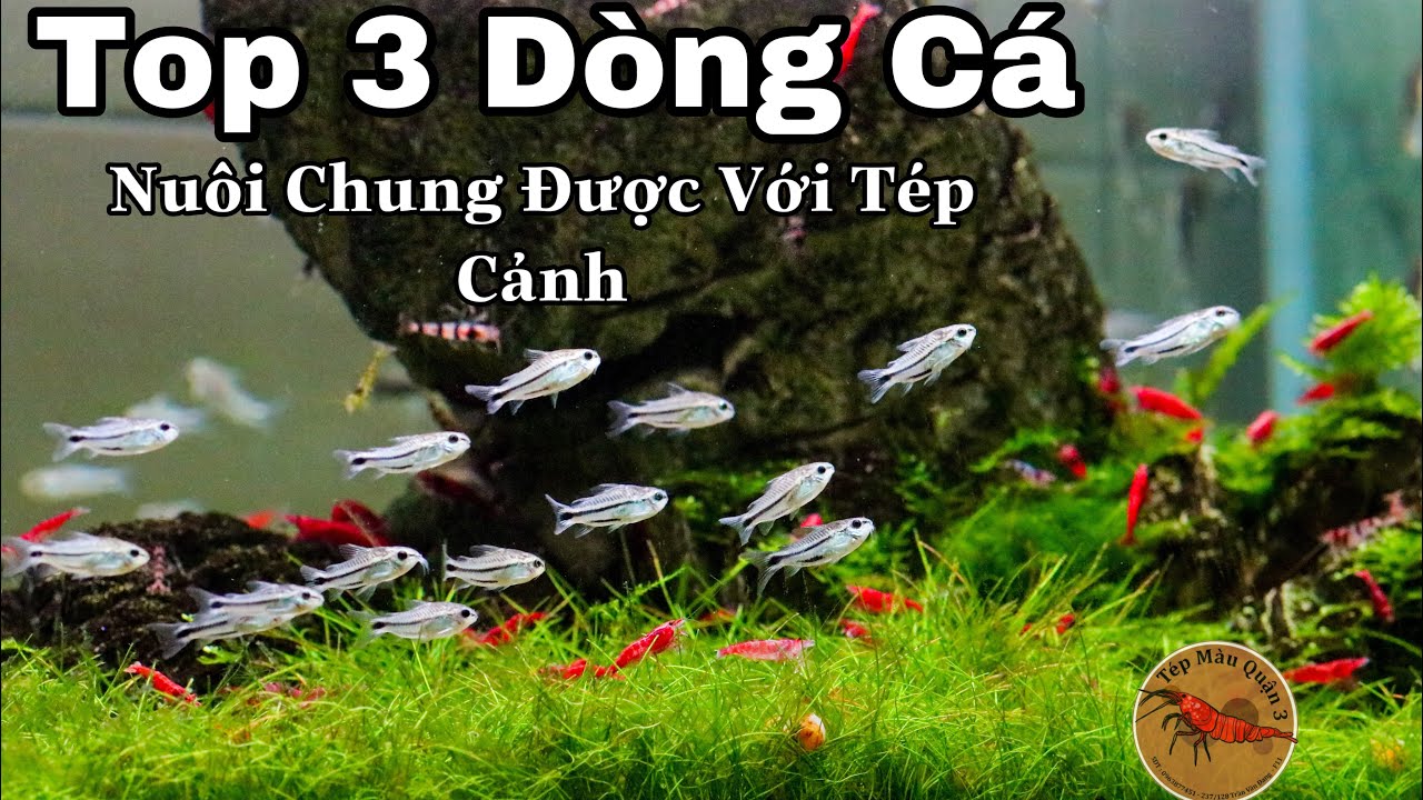 Tép nuôi chung với cá gì?