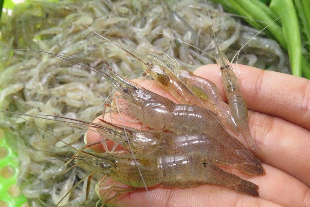 Tép sống ở đâu?