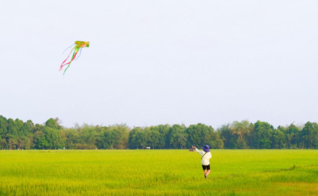 Thả Diều Trên Cánh Đồng