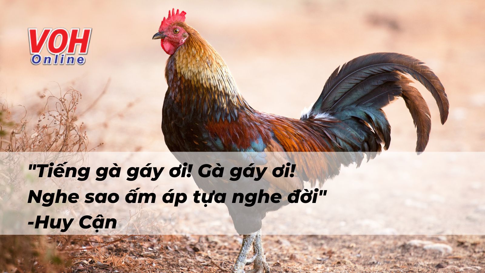 Những Câu Thả Thính Bá Đạo Về Gà, Ngọt Ngào Và Hài Hước Nhất