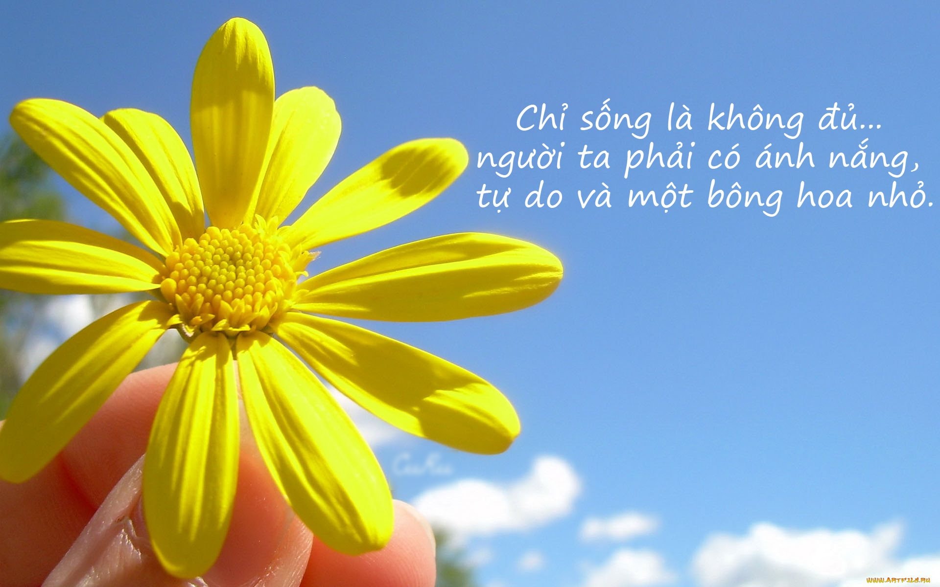Thả Thính Ngọt Ngào Với Hoa Cúc: Lời Yêu Thầm Thì Hay Sự Quan Tâm Tinh Tế?