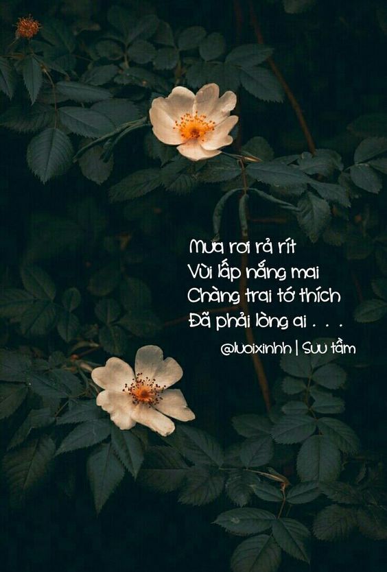 Thả Thính Về Mưa: Những Câu Nói Hay, Lãng Mạn Và Ấm Áp