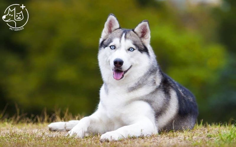 Chuyển Sinh Thành Chó Husky: Cuộc Sống Mới Bất Ngờ Gallery 2