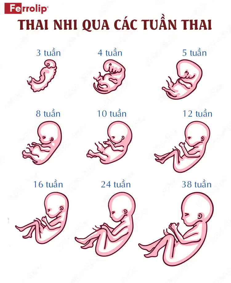 Thai 5mm là bao nhiêu tuần?