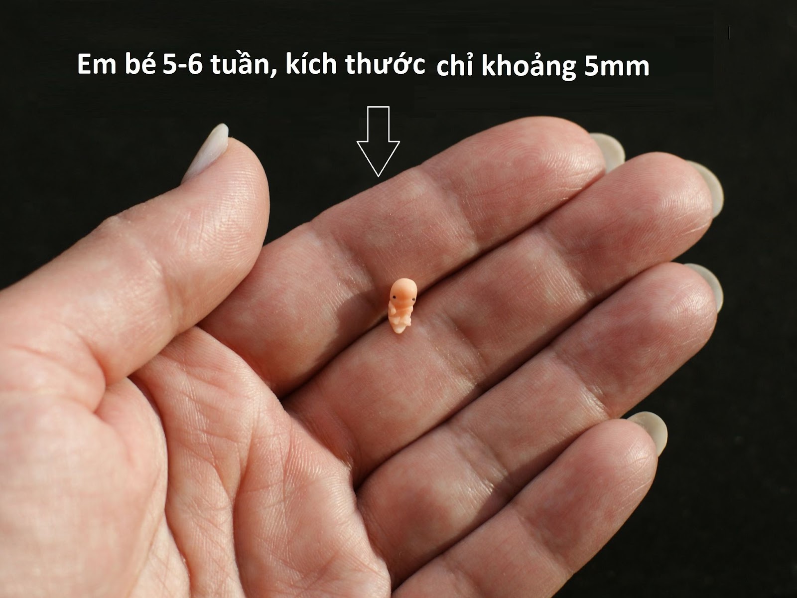 Thai 5mm là bao nhiêu tuần? Gallery 2