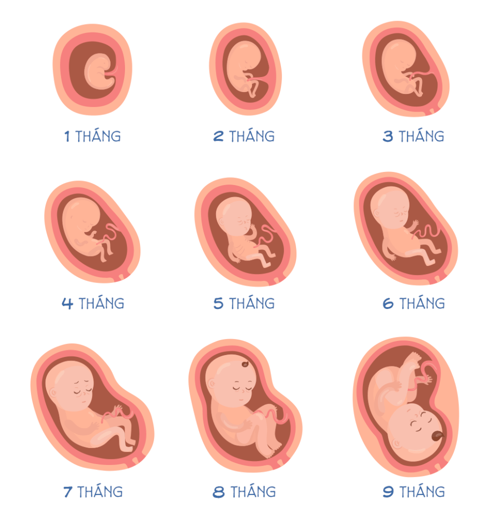 Thai mấy tuần thì đạp?