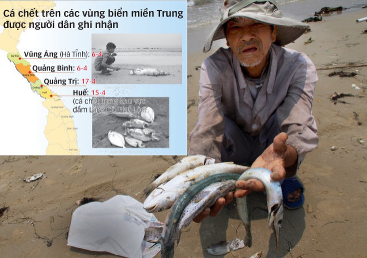 Công ty Formosa gây ô nhiễm môi trường Gallery 1