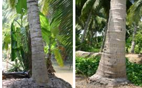 Thân cây dừa như thế nào?