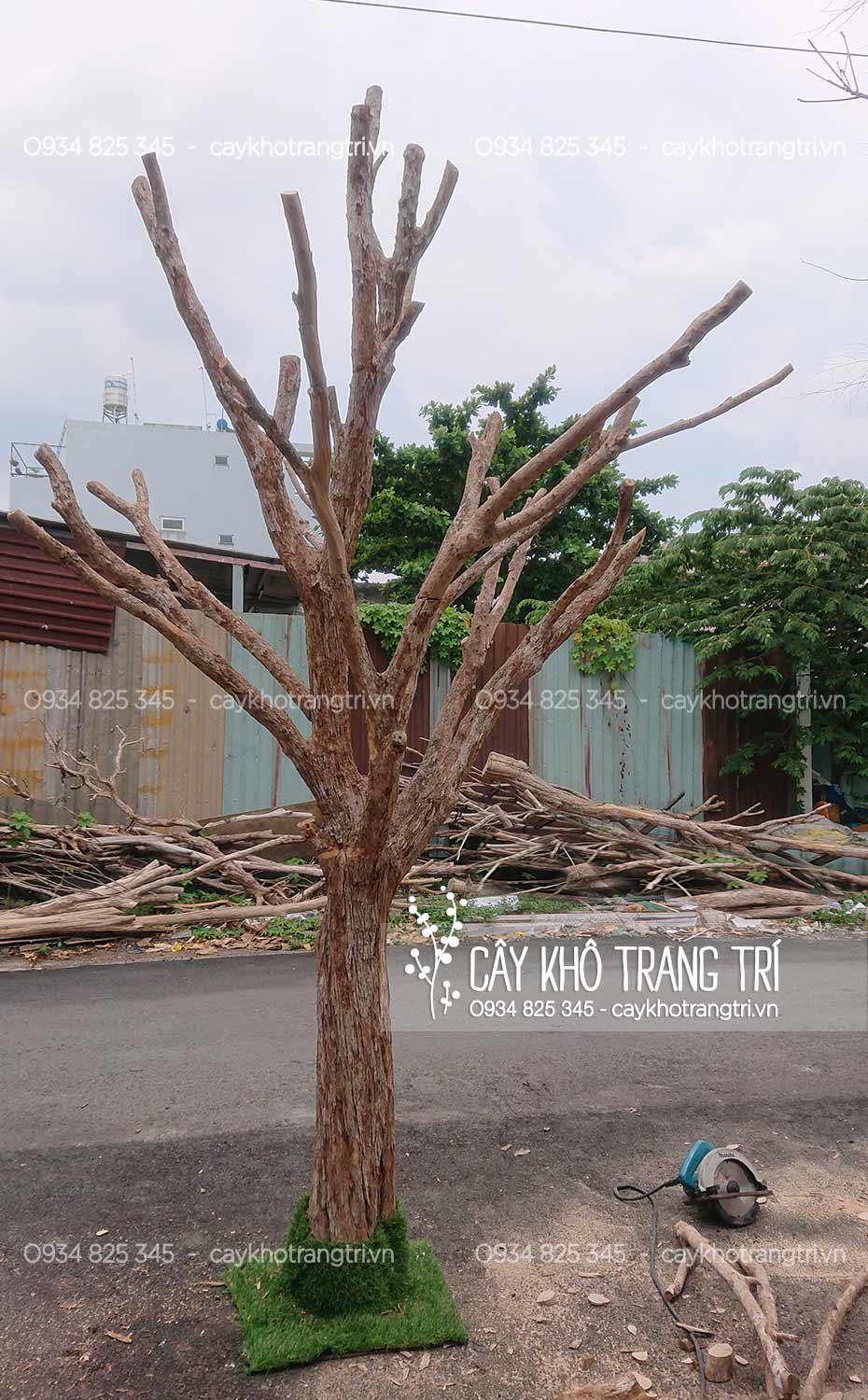 Thân Cây Mai Giả: Hướng Dẫn Chọn Mua và Sử Dụng