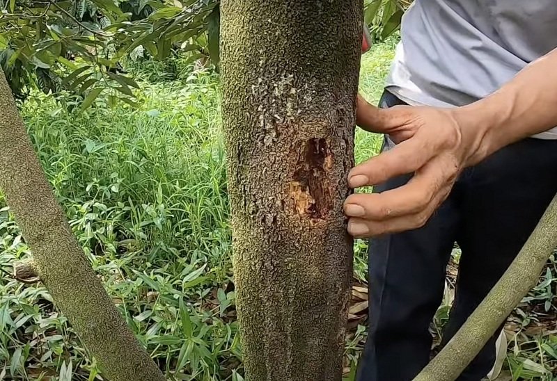Thân Cây Sầu Riêng: Đặc Điểm, Chăm Sóc Và Công Dụng