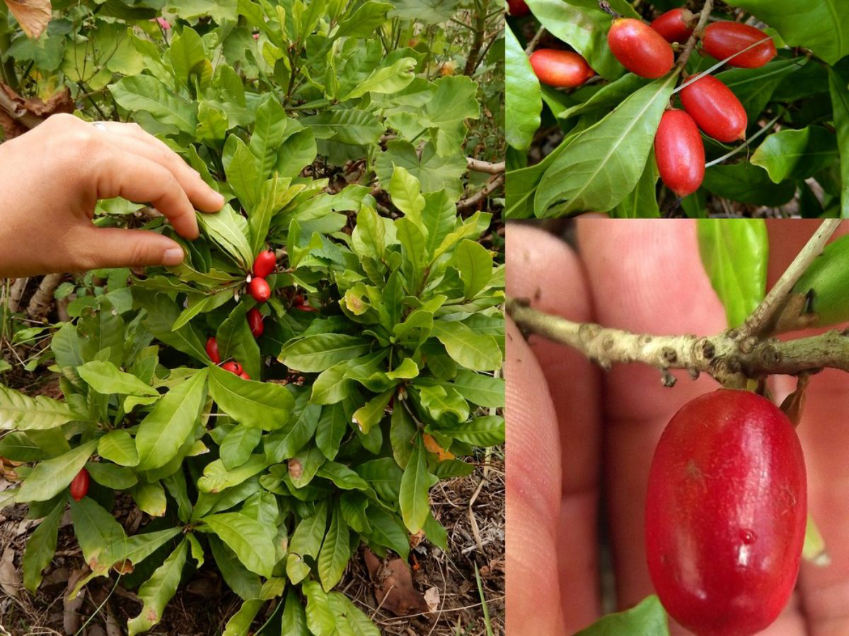 Thần Kỳ Là Gì?