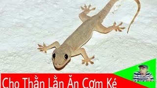 Thằn lằn ăn gì?
