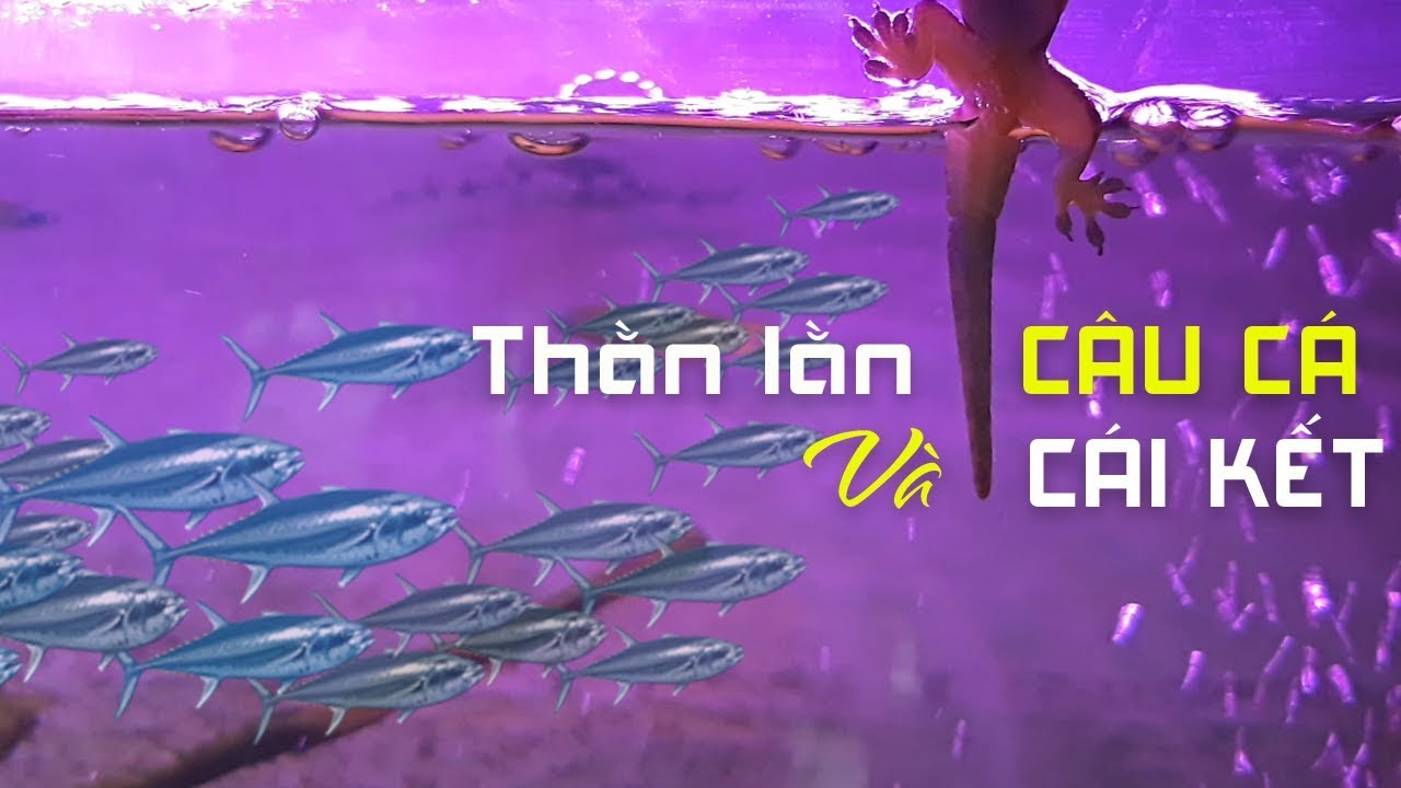 Thằn Lằn Câu Cá
