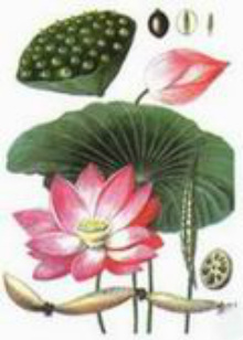 Cấu tạo của cây sen Gallery 1