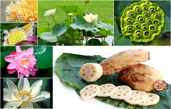 Cấu tạo của cây sen Gallery 2