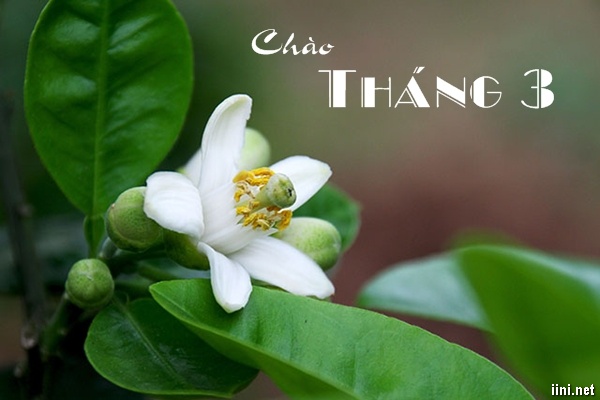 Tháng Ba: Mùa Xuân Về Đầy Sắc Màu