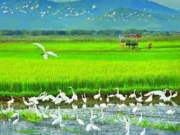 Thẳng Cánh Cò Bay: Nghệ Thuật Bay Cao Và Bí Quyết Thành Công