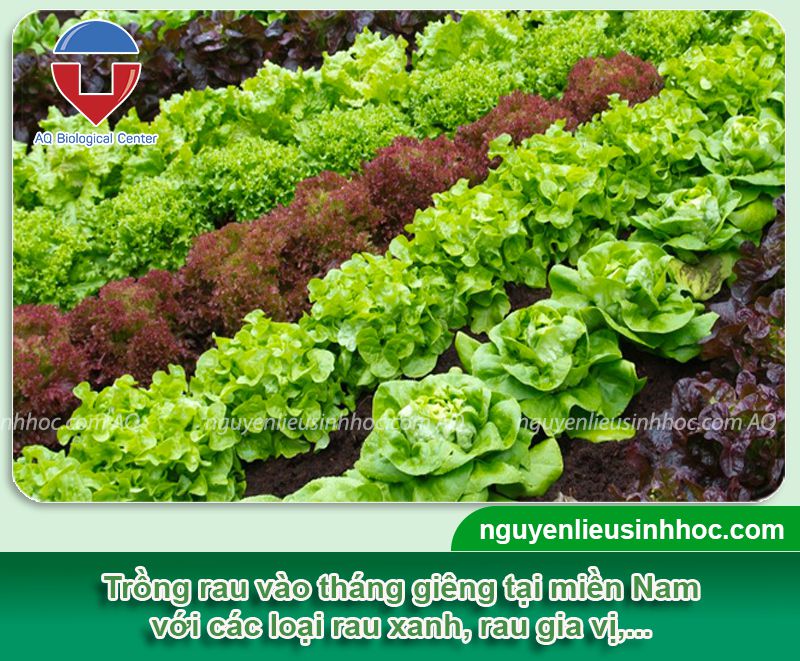 Tháng Giêng Trồng Rau Gì?