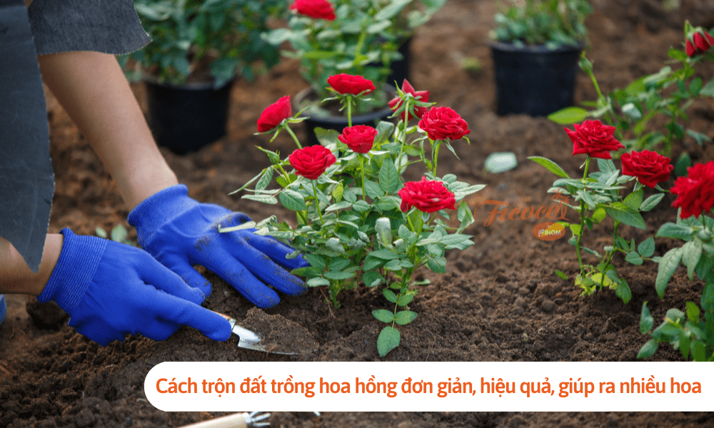 Cách Trộn Đất Trồng Hoa Hồng Gallery 1