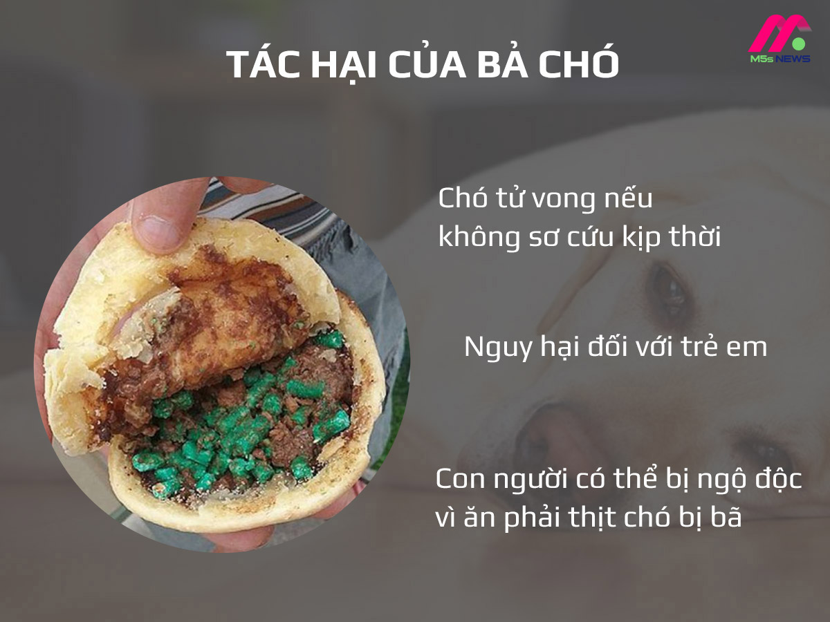 Bả chó được làm từ gì? Gallery 1