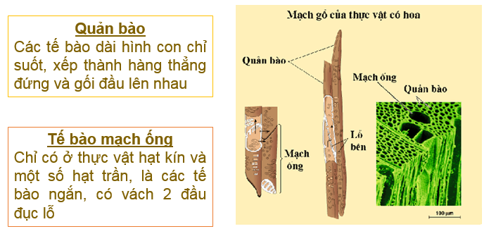 Thành phần của dịch mạch gỗ gồm những gì? Gallery 1