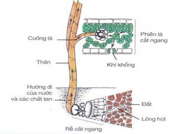 Thành phần của dịch mạch gỗ gồm những gì?